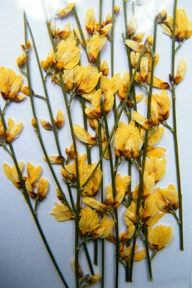 faire-herbier-esthétique-bouquet-fleurs-jaunes-séchées
