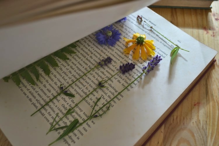 faire-herbier-fleurs-sauvages-fougère-pages-livre