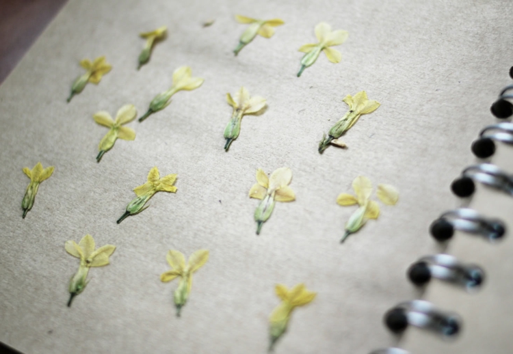faire-herbier-original-petites-fleurs-jaunes-sympas