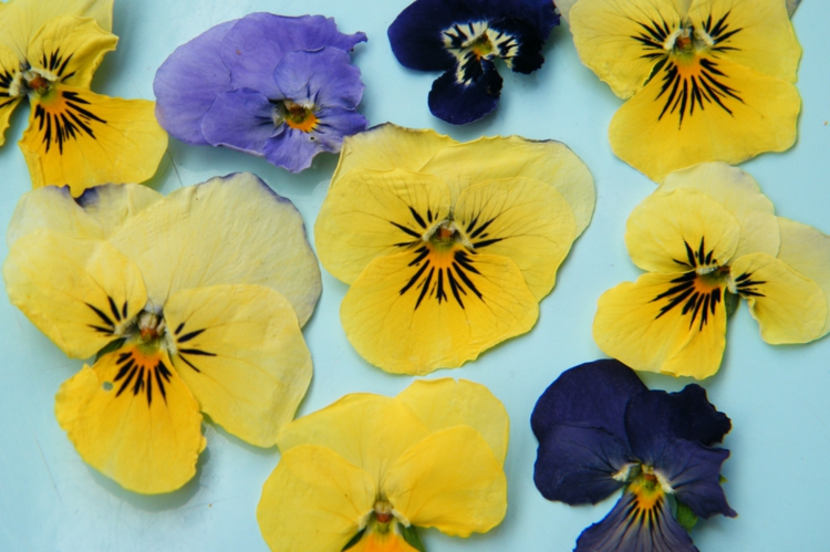 faire-herbier-pensées-jaunes-bleues-violettes-superbes