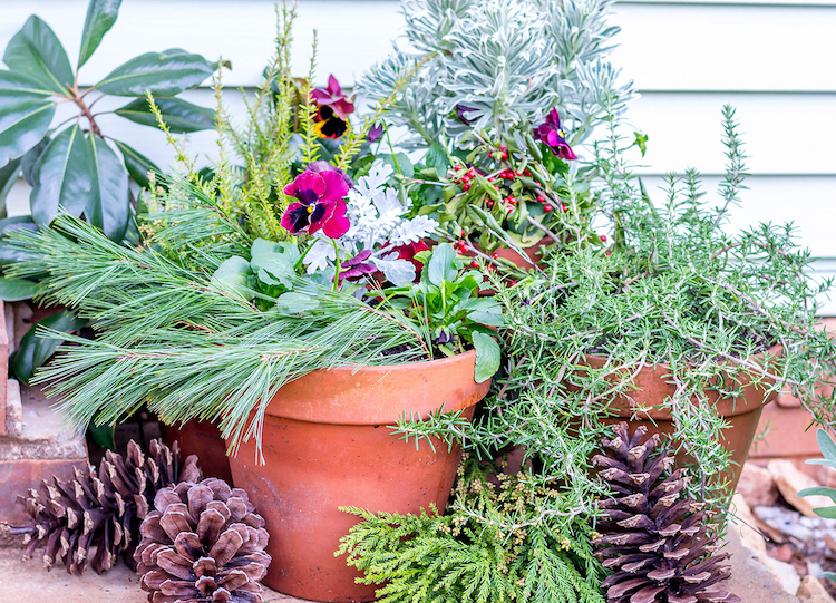 idées-plantes-ornementales-utiliser-jardin-hiver-pot-terre-cuite