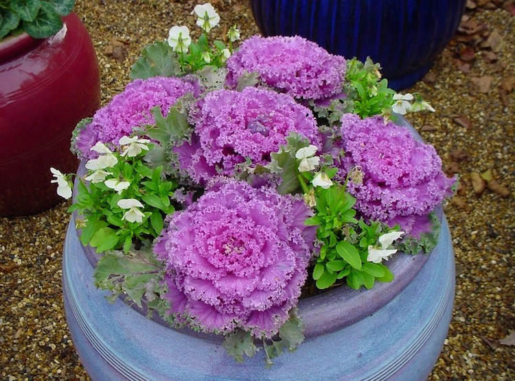 jardin-hiver-pot-chou-ornement-violet-plante-hivernale
