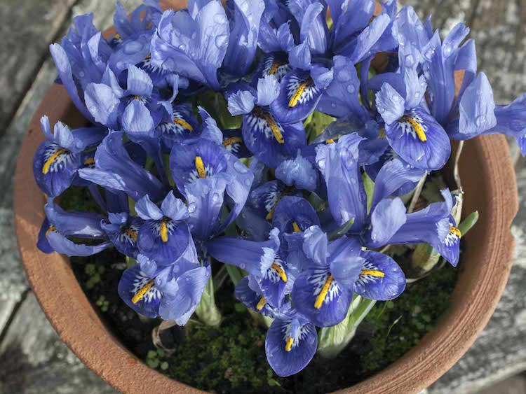 jardin-hiver-pot-iris-reticulata-harmony-résistant-froid