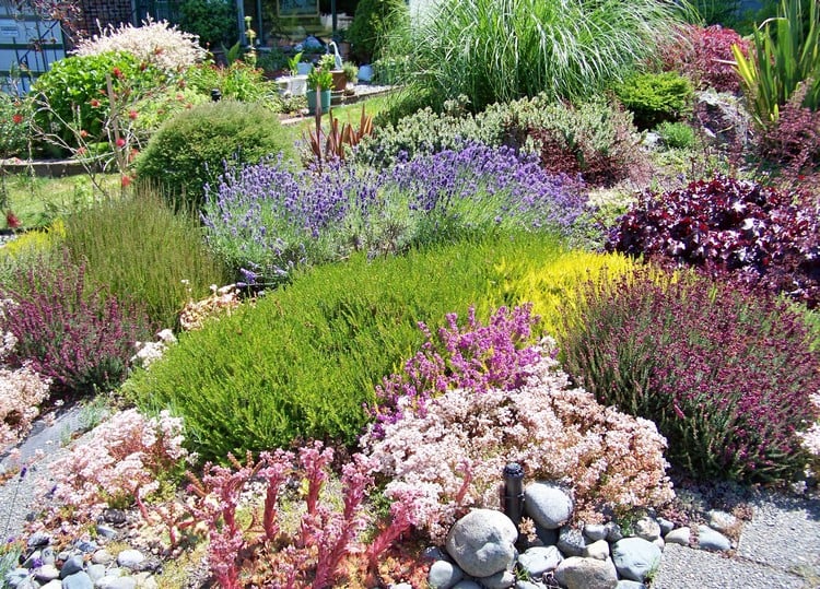 jardin-rocaille-plantes-couvre-sol-résistantes-buis