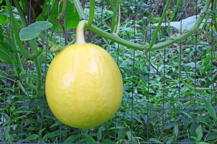 jardin-vertical-légumes-fruits-grillage-métallique-melon