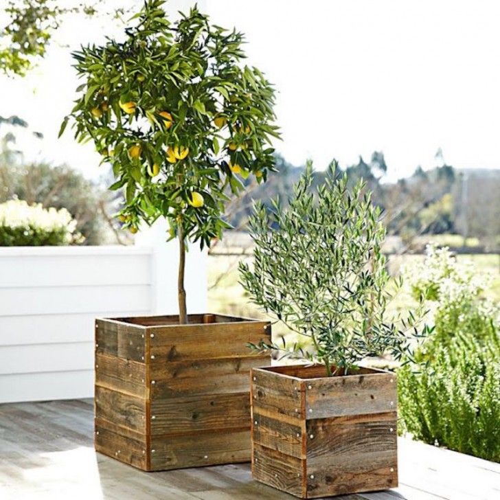 jardiniere en palette -carrée-citronier-olivier