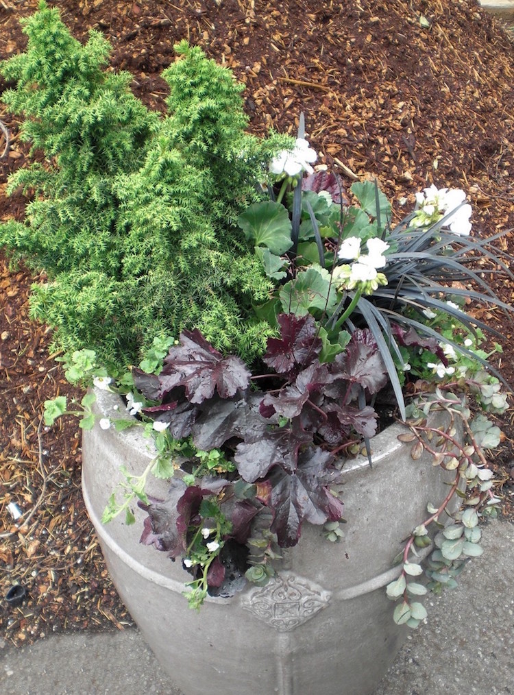 jardinière-béton-plantes-rustiques-mini-jardin-hiver-pot