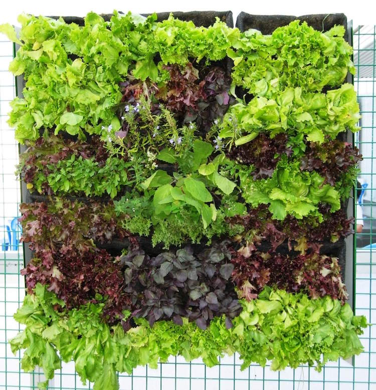 mini-jardin-potager-vertical-plusieurs-types-salades-vertes