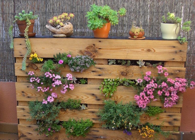 objets de récupération en décoration-jardin-vertical-palette-bois-plantes-fleurs