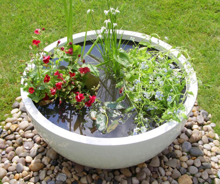 petit bassin aquatique -bassine-ronde-plantes-aquatiques-fleurs