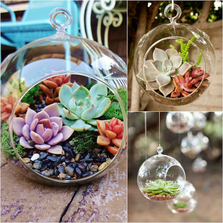 plantes grasses -mini-terrarium-succulentes-boule-verre-suspendue