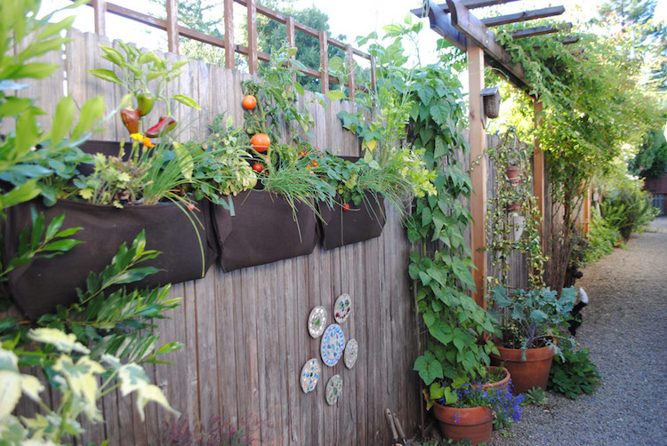 potager vertical clôture-jardin-poivrons-tomates-haricots