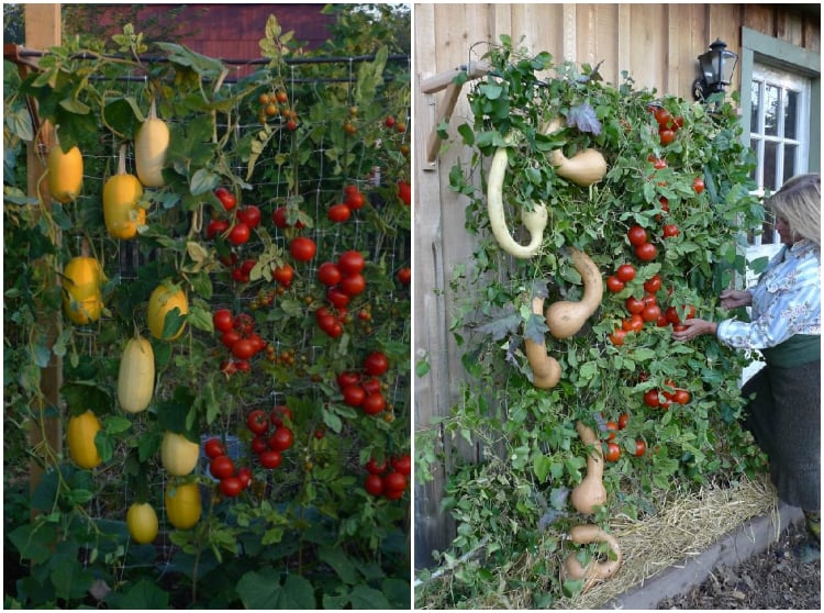 potager-vertical-extérieur-abondant-courges-tomates