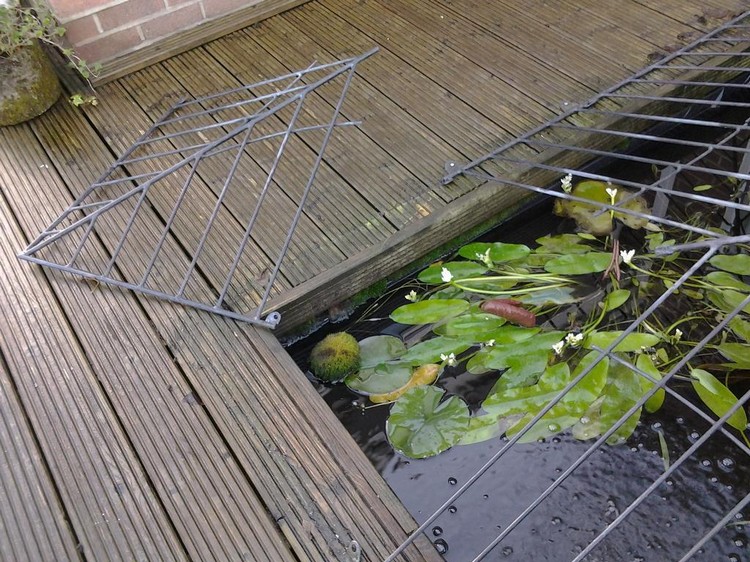 protection bassin de jardin –grillage-métallique-nénuphars