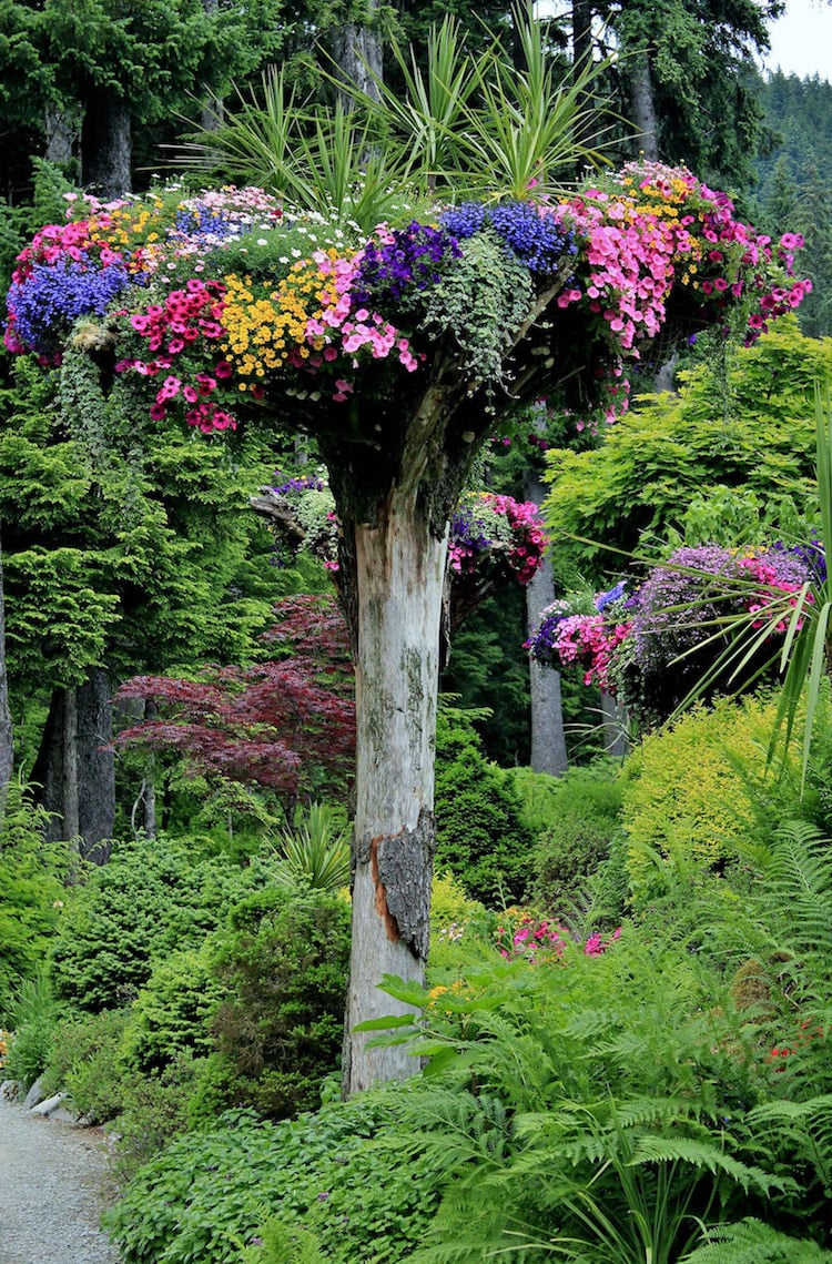 tronc-arbre-mort-utilisé-jardinière-surélevée-plantes-fleurs