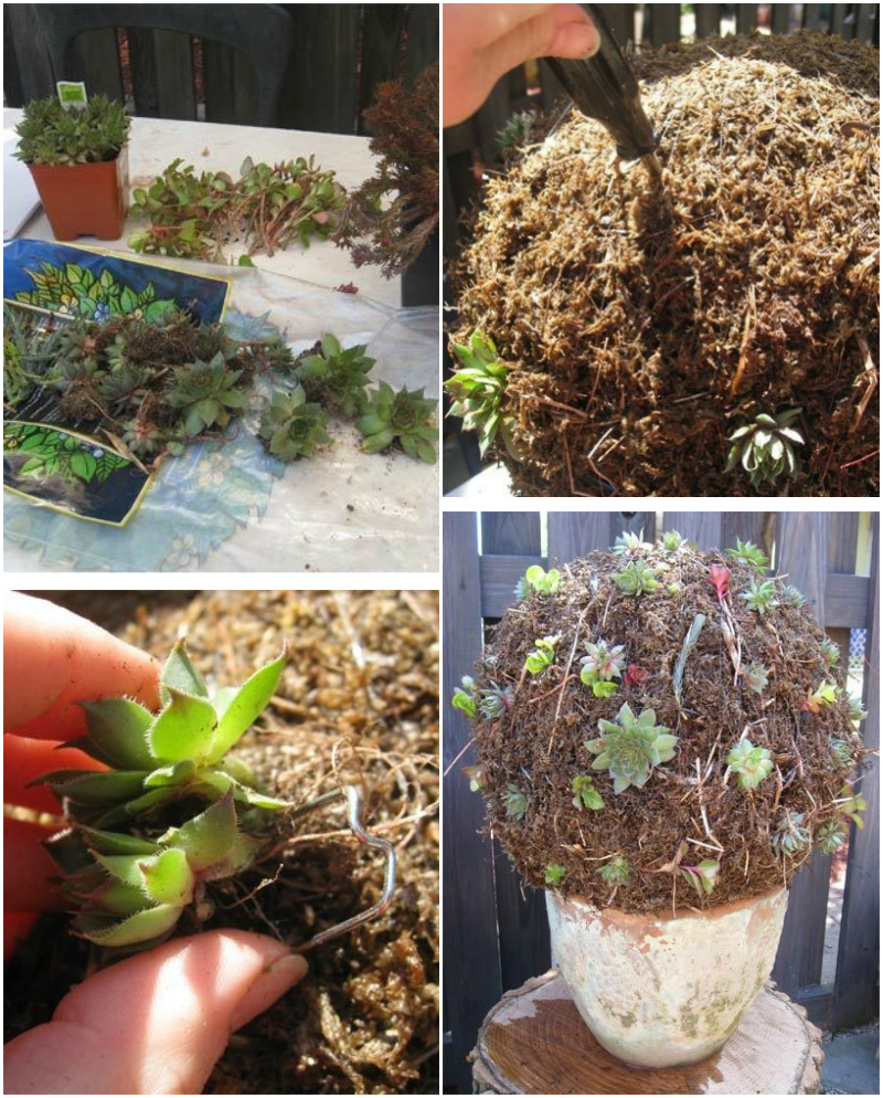 étapes-fabriquer-boule de plantes grasses à suspendre-décorer-jardin