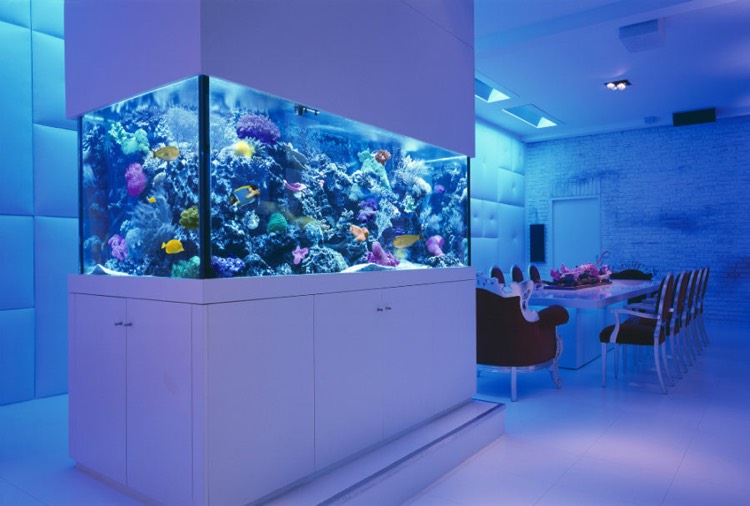 aquarium encastrable -récifal-eau-mer-rangement