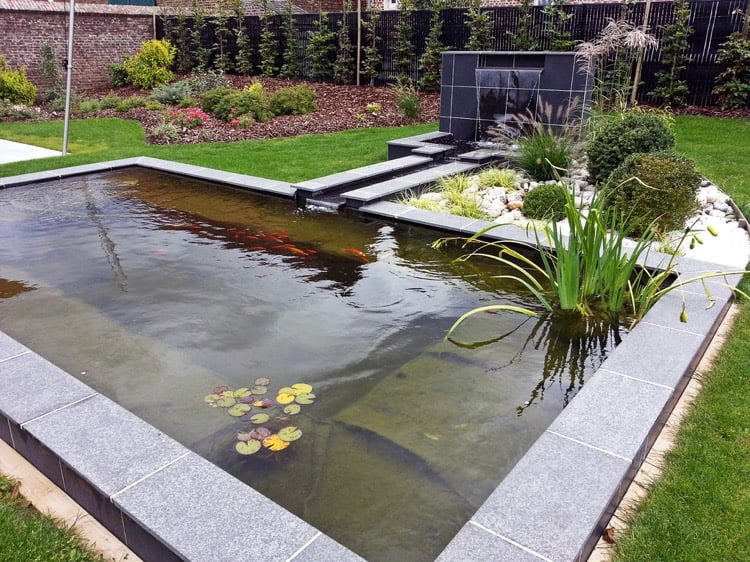 étang de jardin moderne -enterré-plantes-aquatiques-poissons-ornement