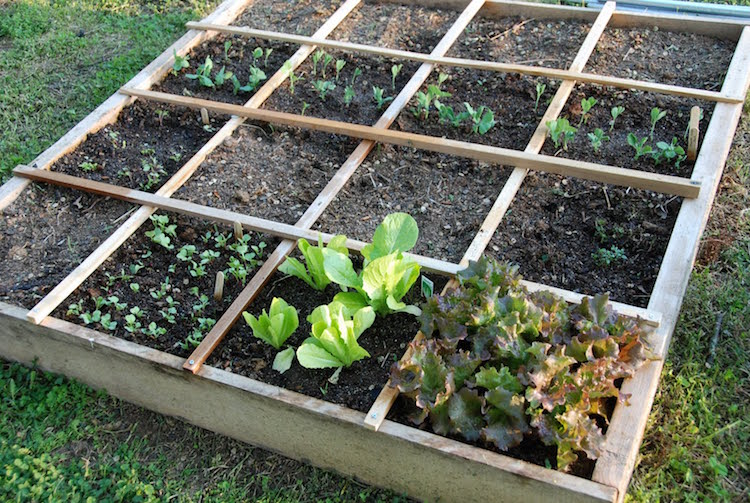 jardin en carré potager-selon-conception-square-foot-gardening