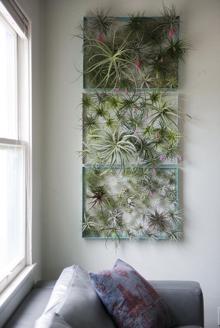 plantes sans terre –tillandsia-tableau-végétal-plantes-aériennes-déco-murale