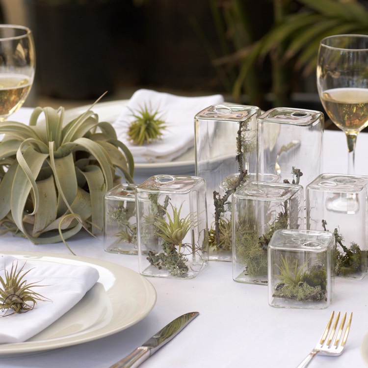 plantes sans terre –tillandsia-terrariums-verre-déco-table