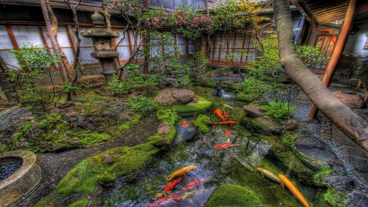 photo d'un bassin de jardin japonais avec des carpes koï