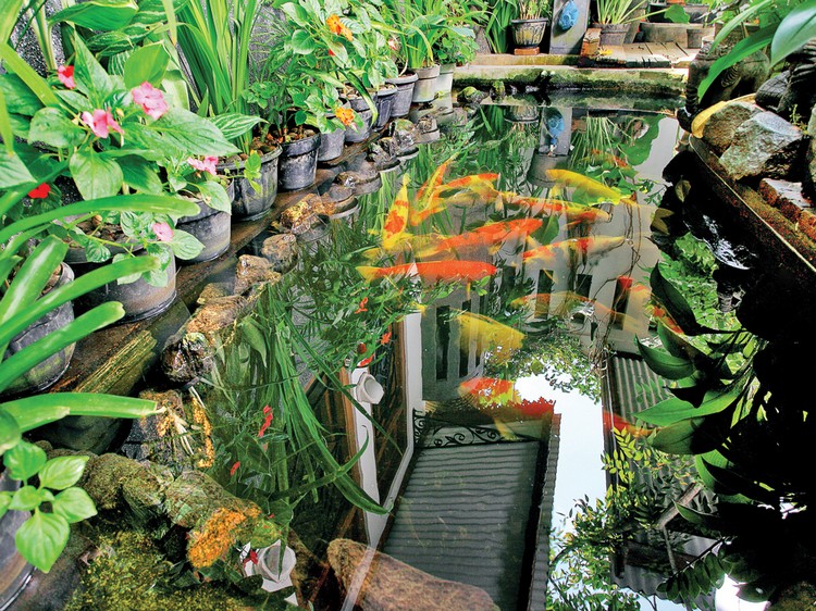 bassin-carpe-koi-ambiance-tropicale-vegetation