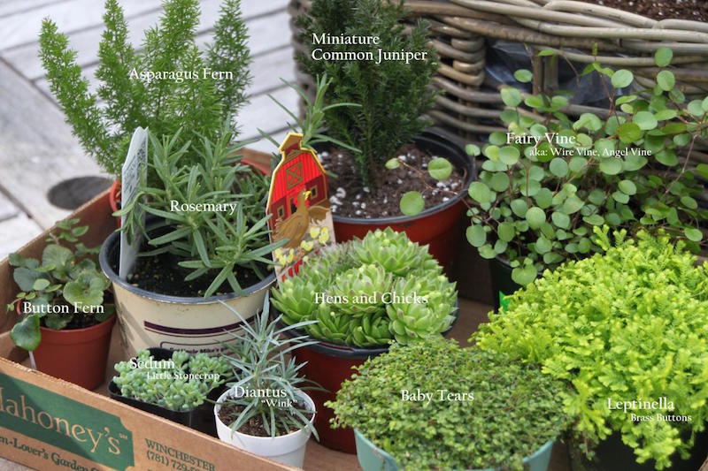 quelles-plantes-miniatures-planter-mon mini jardin de fées 