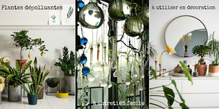 10 plantes dépolluantes à entrtien facile utiliser-decoration-maison