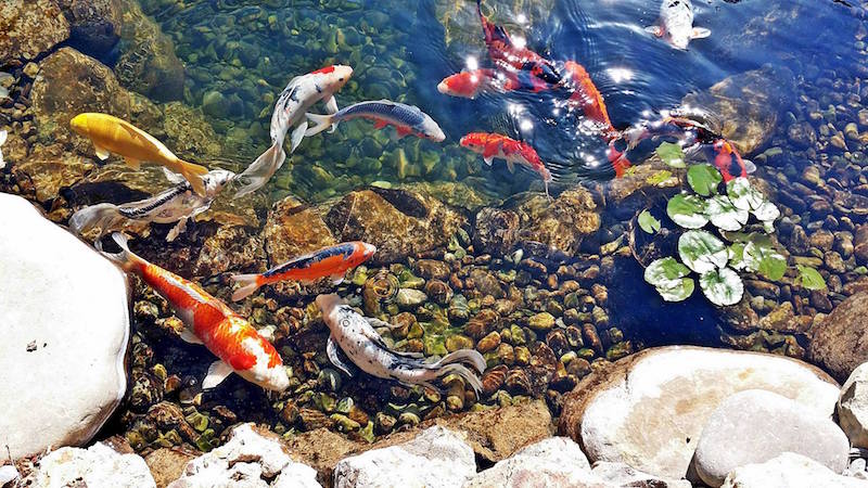 Bassin à Poisson Carpes Koï Les Bijoux Vivants Du Jardin à La Japonaise 2831