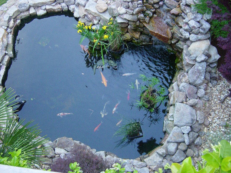 bassin-poisson-carpe-koi-forme-floue-jardin-contemporain