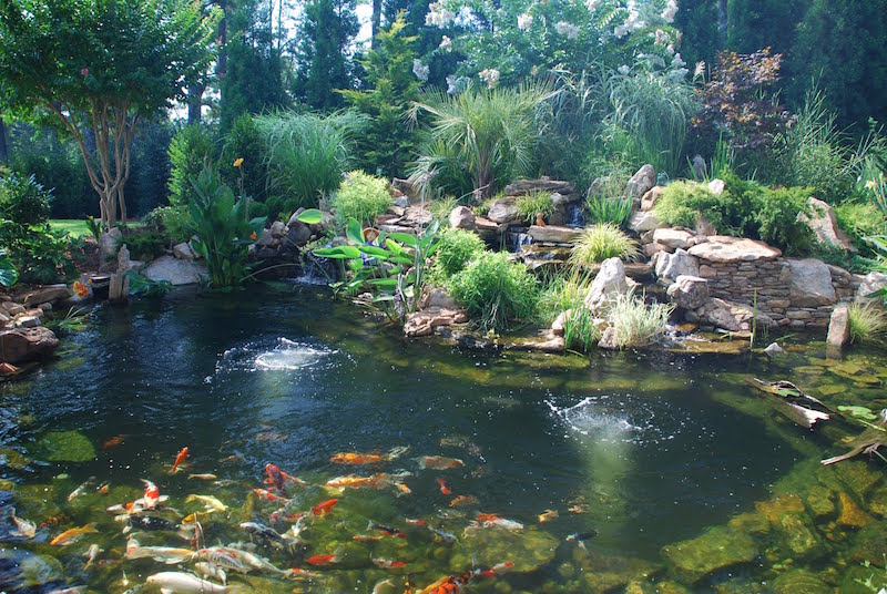 bassin à poisson carpe-koi-jardin-aquatique-roches