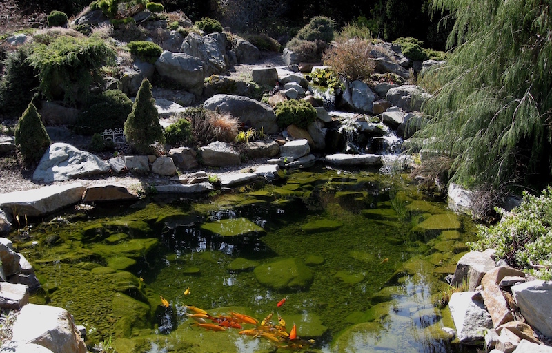 bassin-poisson-naturel-carpes-koi-jardin-rocaille-zen