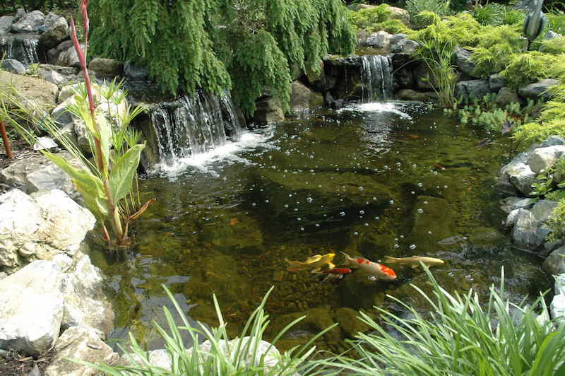 bassin à poisson rouge-carpe-koi-entoure-verdure