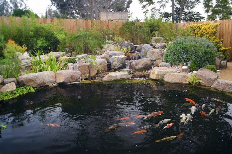 bassin à poisson rouge-carpe-koi-jardin-roches-cascade