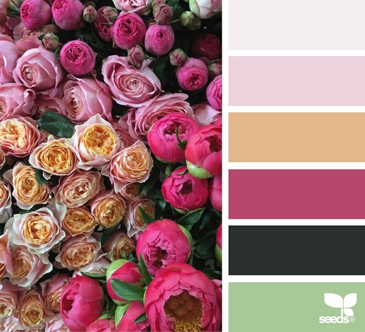 couleur-rose-fuchsia-nuancier-pivoines-roses