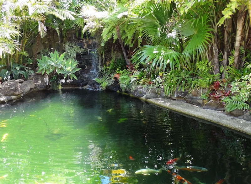 grand-bassin-poisson-carpe-koi-jardin-esprit-japonais