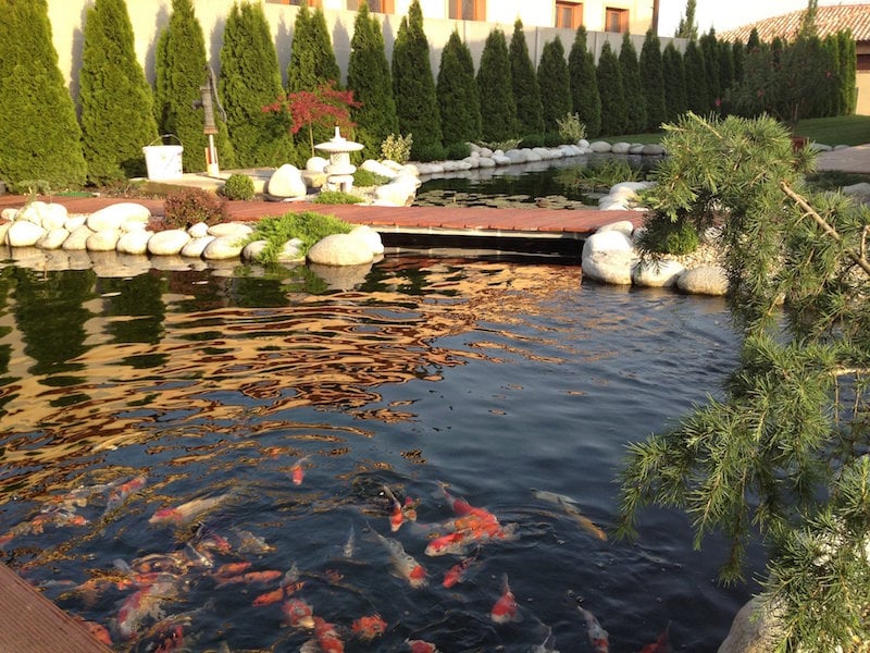 grand-jardin-japonais bassin à poisson rouge-carpe-koi