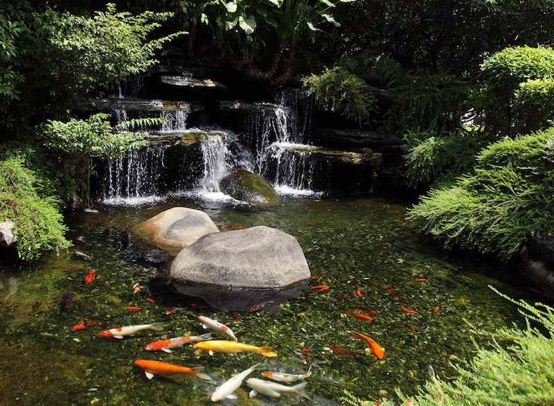  Bassin   poisson carpes ko   les bijoux vivants du jardin 