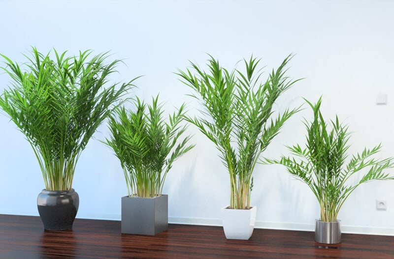 plantes-depolluantes-entretien-facile-palmier-bambou-chamaedorea-seifrizii