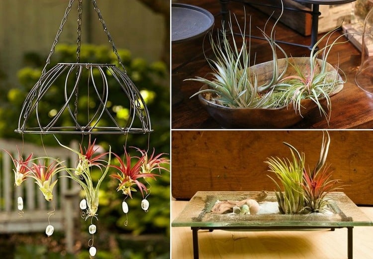 plantes-epiphytes-idees-deco-exterieure-lustre-recuperation-deco-table