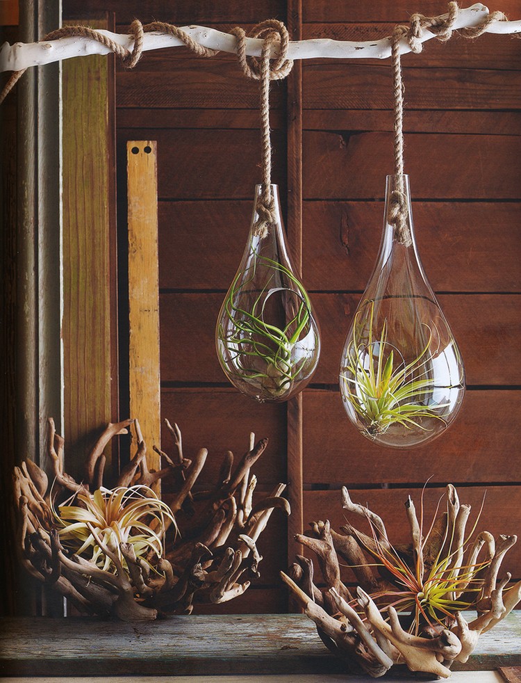 plantes-epiphytes-idees-deco-terrarium-verre-goutte-pluie