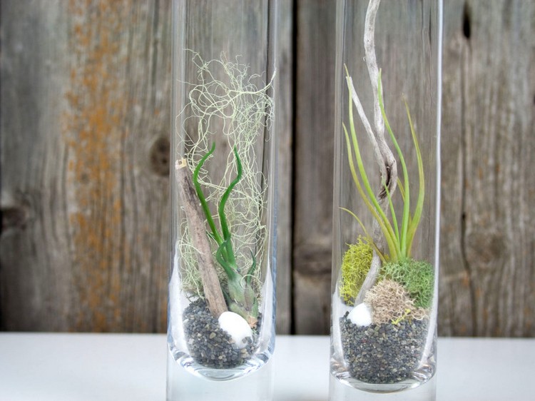 plantes-epiphytes-terrarium-egelant-verre-composition