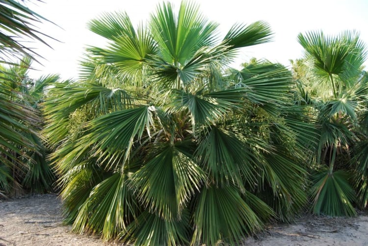 palmier-interieur-brahea-dulcis-feuilles-eventail