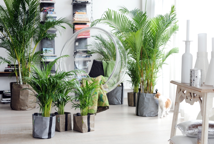 palmier-interieur-especes-plantes-vertes-interieur-tropicales