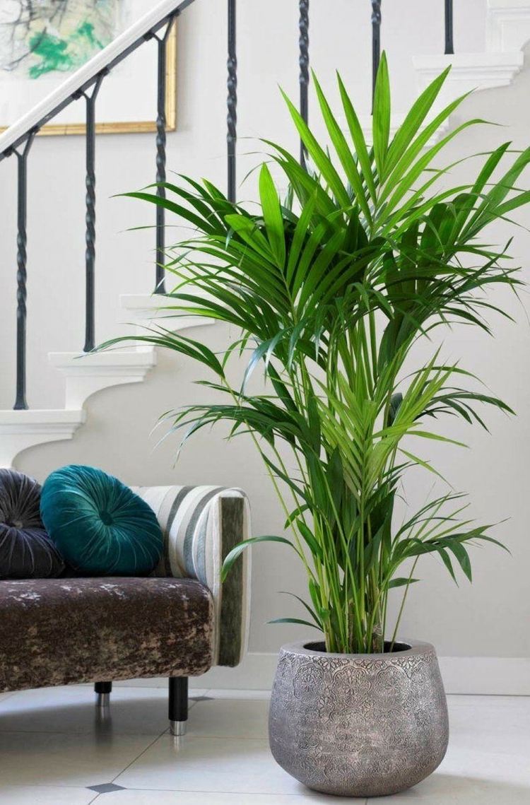 palmier-interieur-kentia-feuilles-vertes-pot-gris