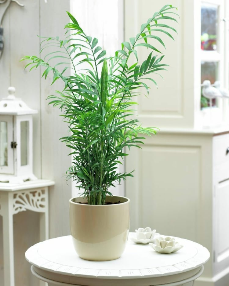 palmier interieur-Chamaedorea-plante-verte-interieur-decorative