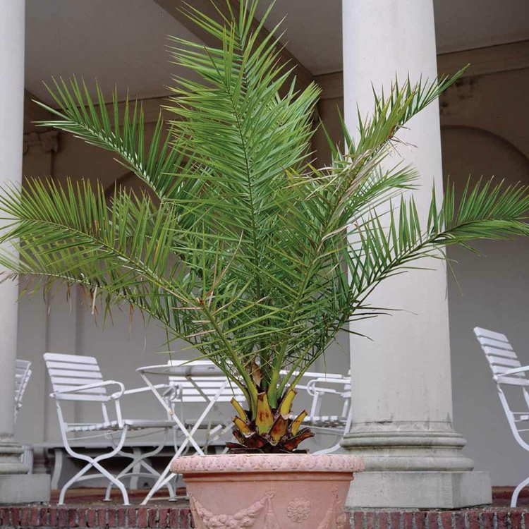 palmier-interieur-palmier-phoenix-grand-pot-terrasse