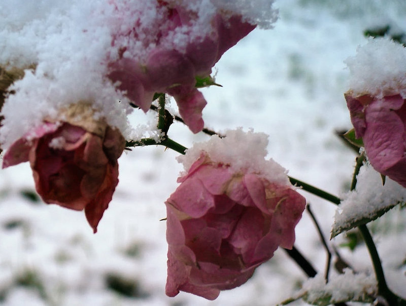 calendrier-jardinier-fevrier-planter-tailler-rosier-couvert-neige