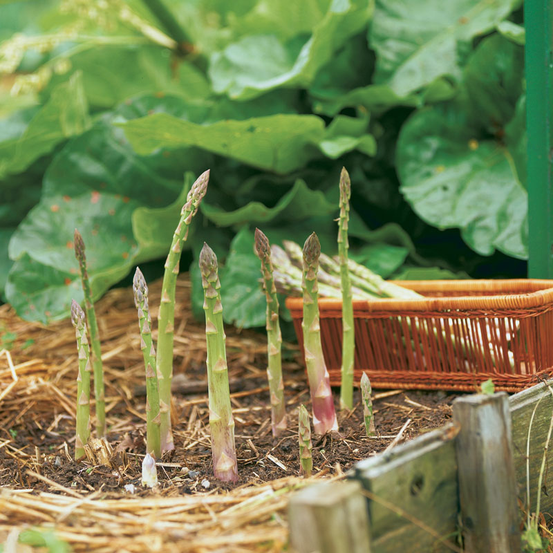 calendrier-jardinier-mars-comment-cultiver-asperges-jardin-potager